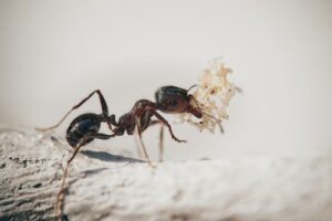 ants pest control