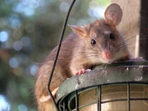 rat and rodent control